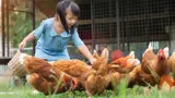 A backyard with chickens and a young girl feeding them