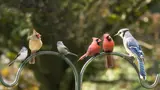 6 wild birds all sitting together on a metal beam in a garden