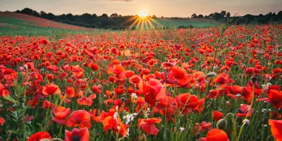 Field of poppies with a setting sun in the background