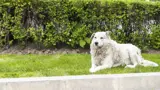 An uncollared dog sitting alone on grass by a hedge