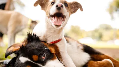 Two dogs playing in a park