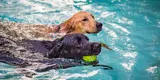 Two dogs swimming in a public pool