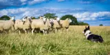 A dog and many sheep in a field